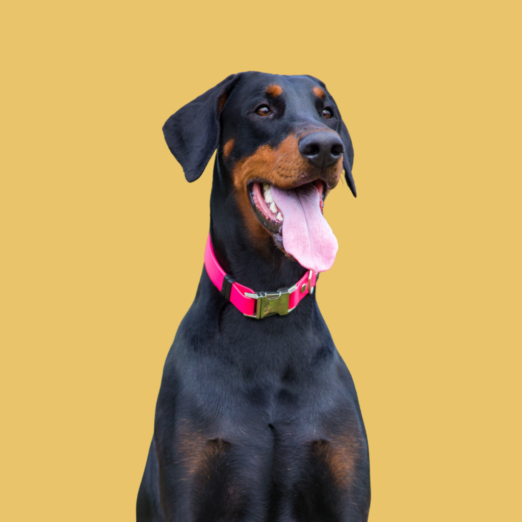 Doberman
