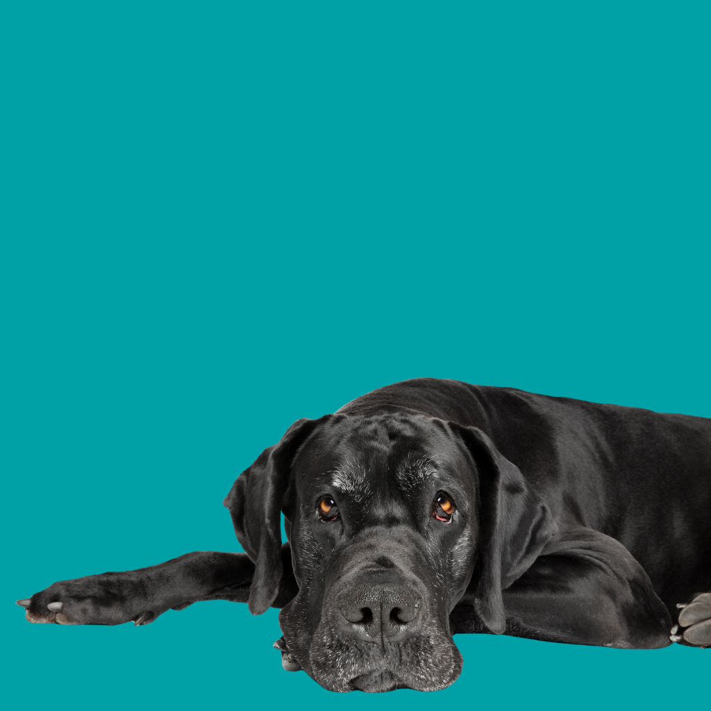 Great Dane