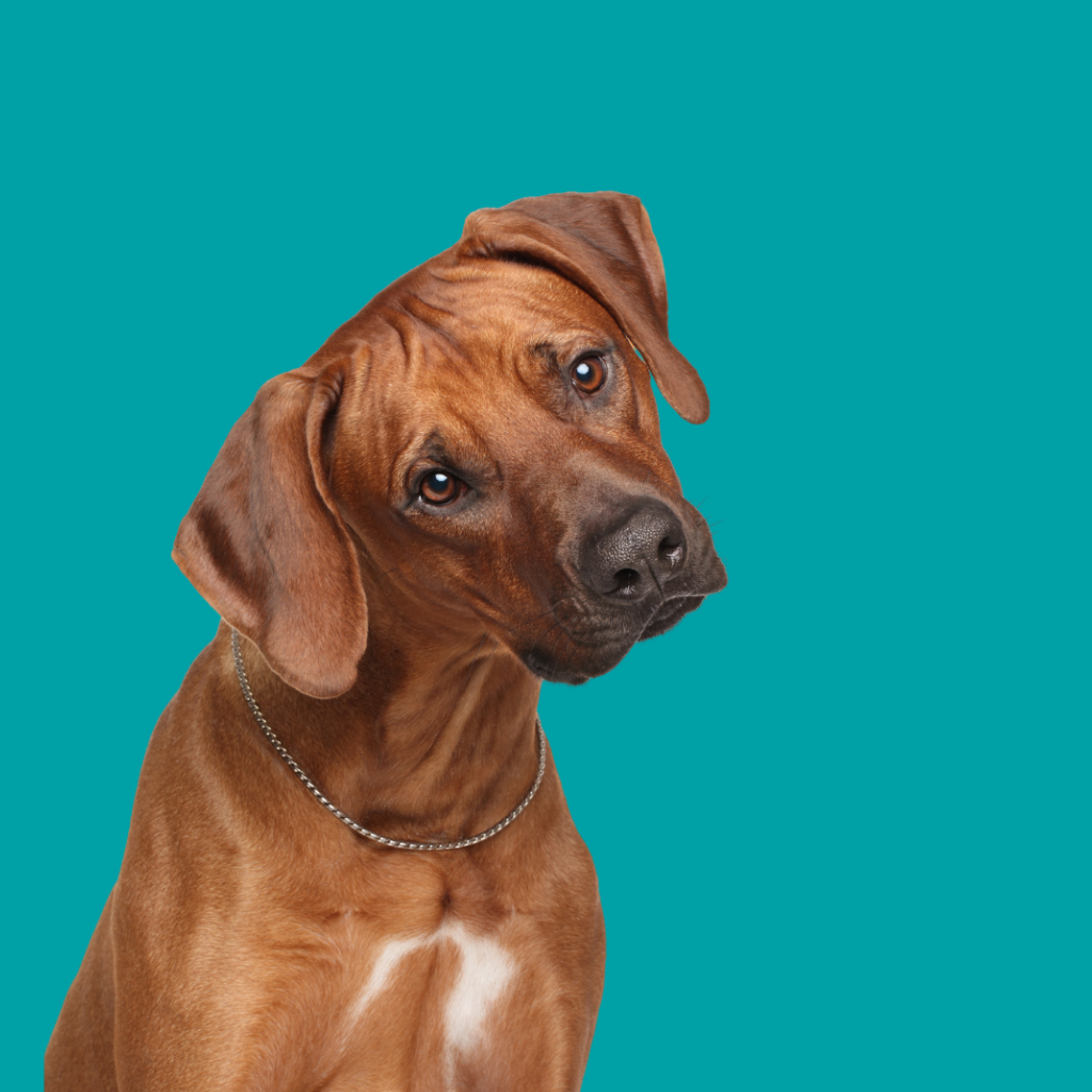 Rhodesian Ridgeback