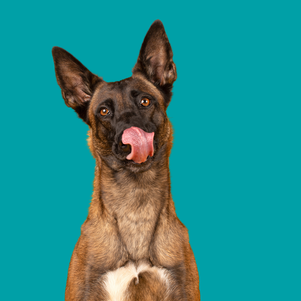 Belgian Malinois