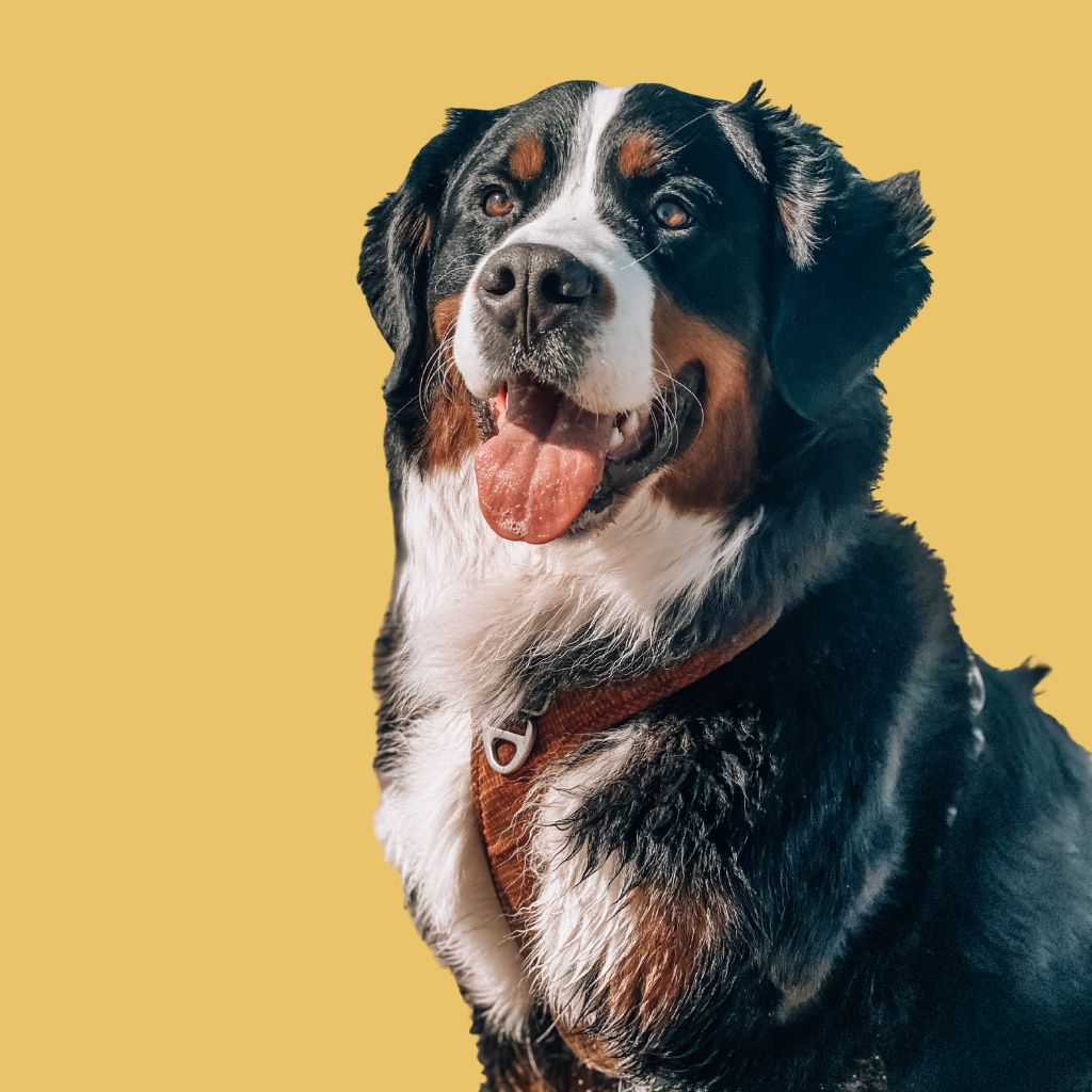 Bernese Mountain Dog