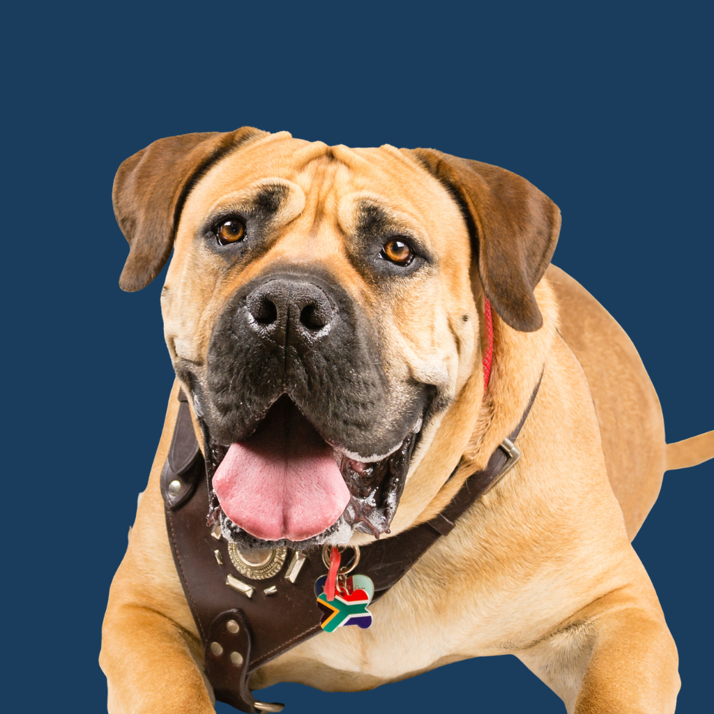 Boerboel
