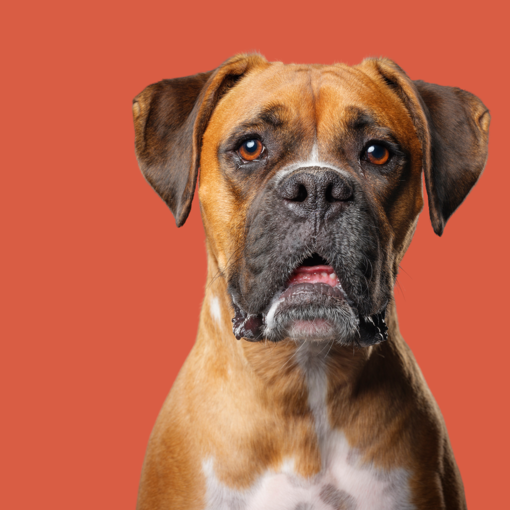 Boxer