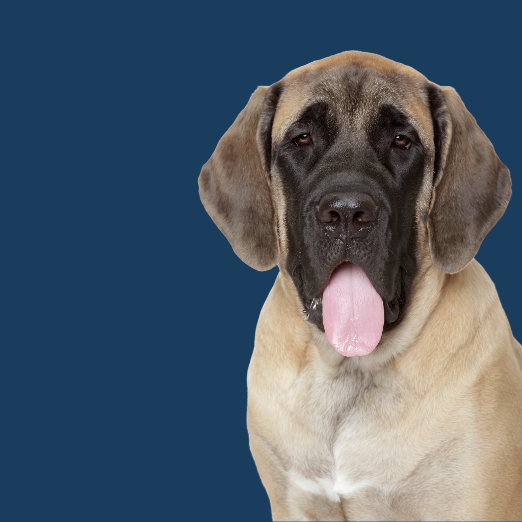 Mastiff