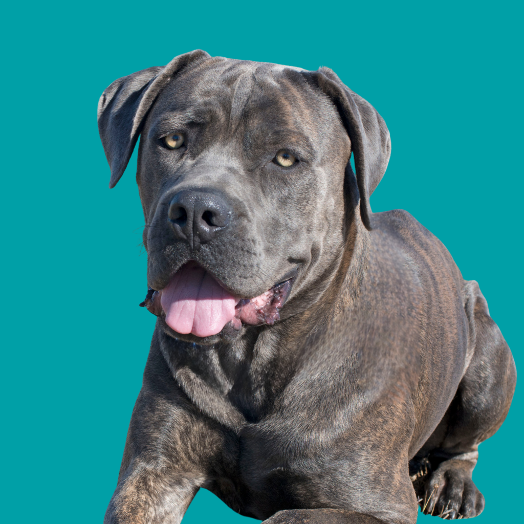 Cane Corso