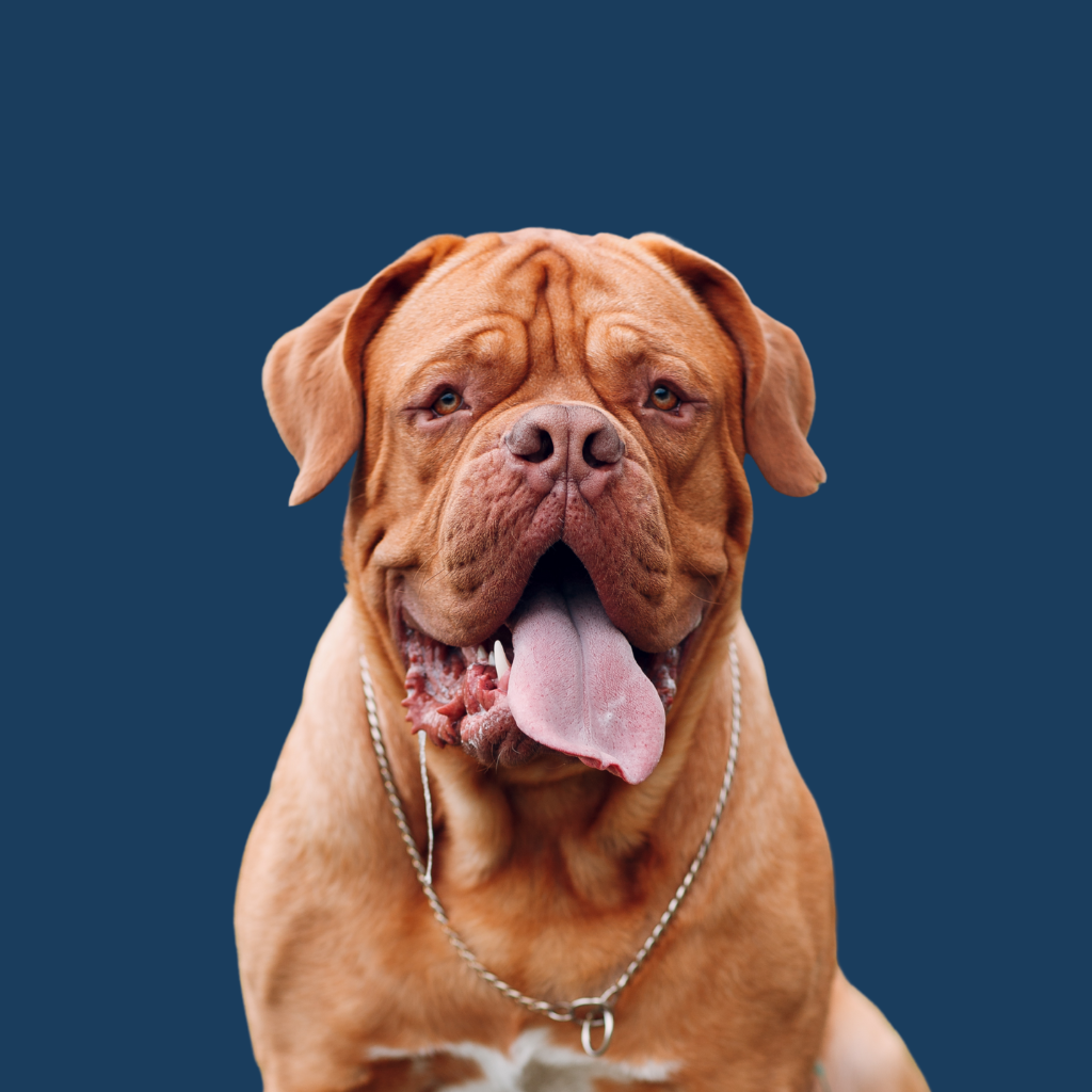 Dogue de Bordeaux