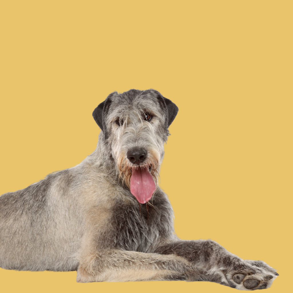 Irish Wolfhound