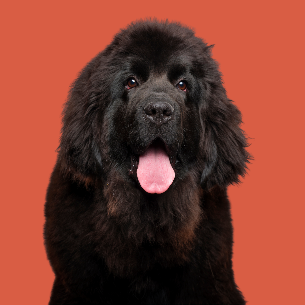 Newfoundland