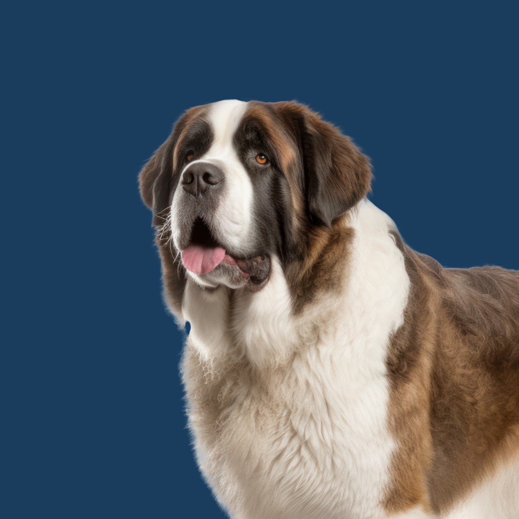 Saint Bernard