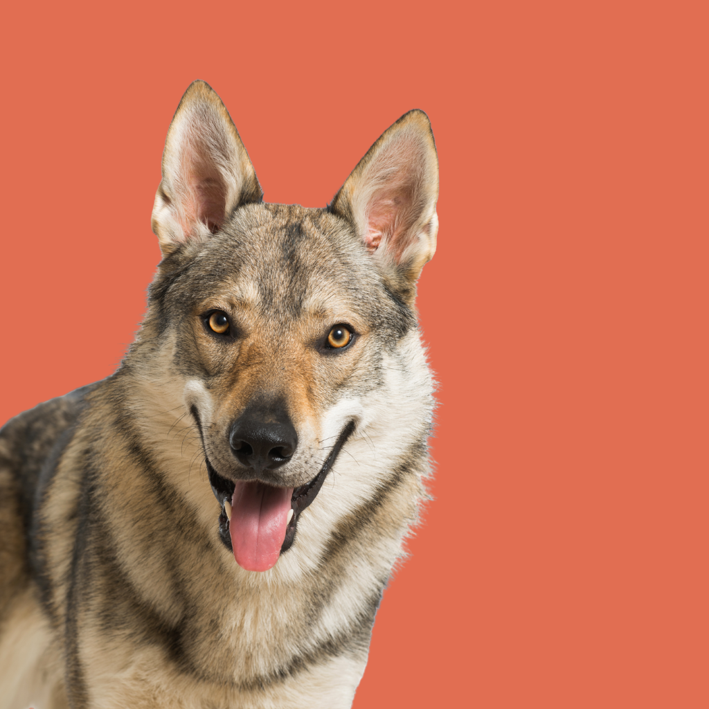 Wolfdog
