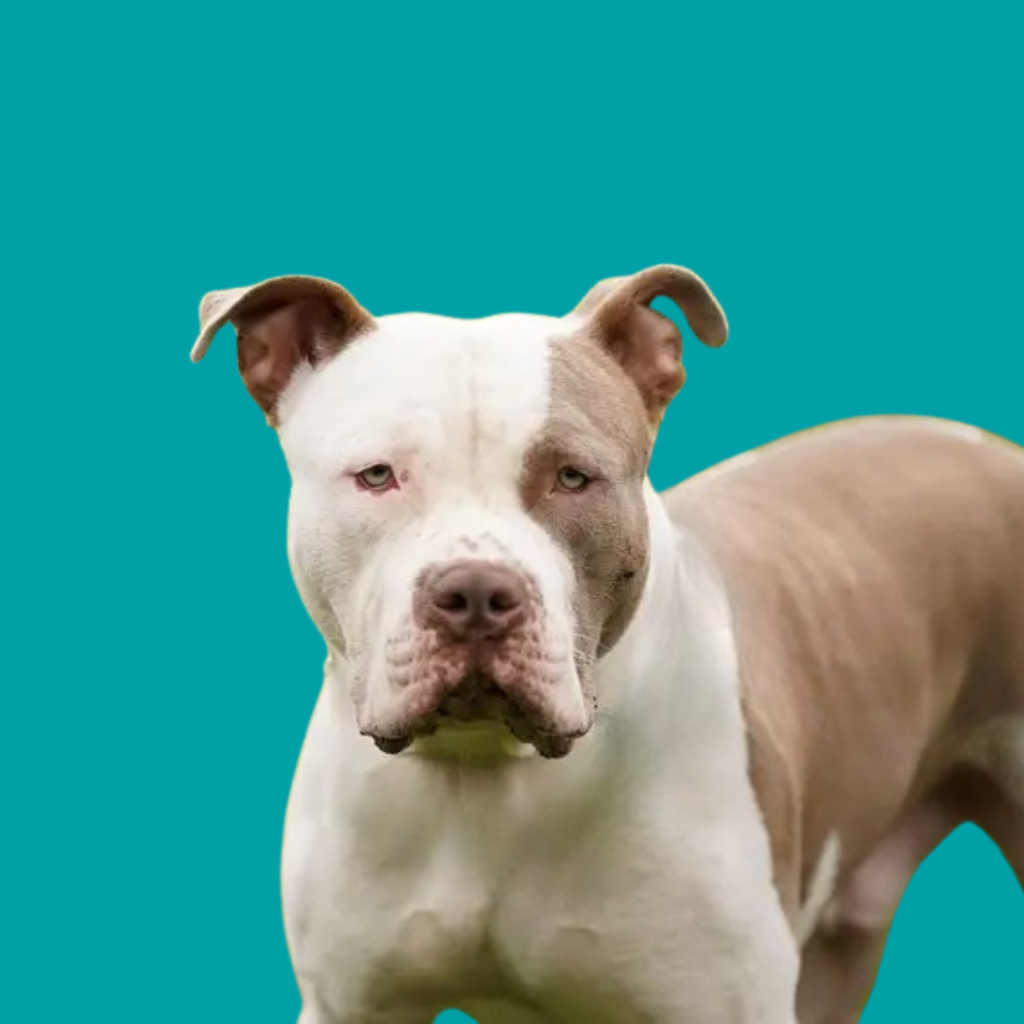 XL Bully